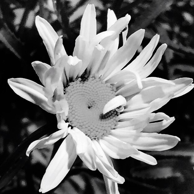 Close-up of flower