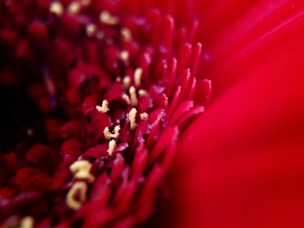 Foto prossimo piano del fiore