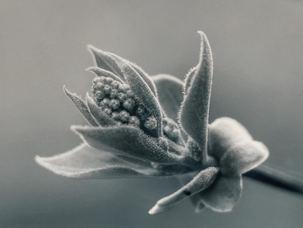 Foto prossimo piano del fiore