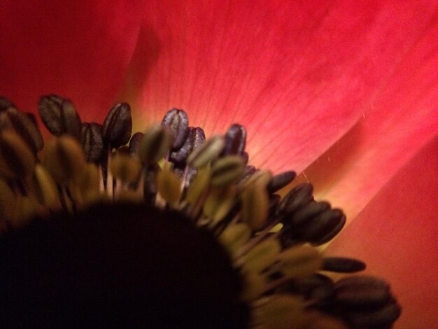 Close-up of flower