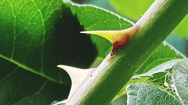 Close-up of a flower