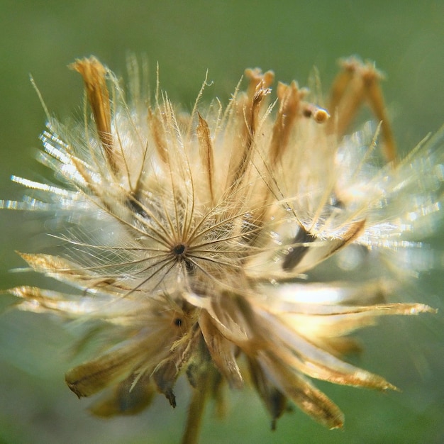 Close-up of flower