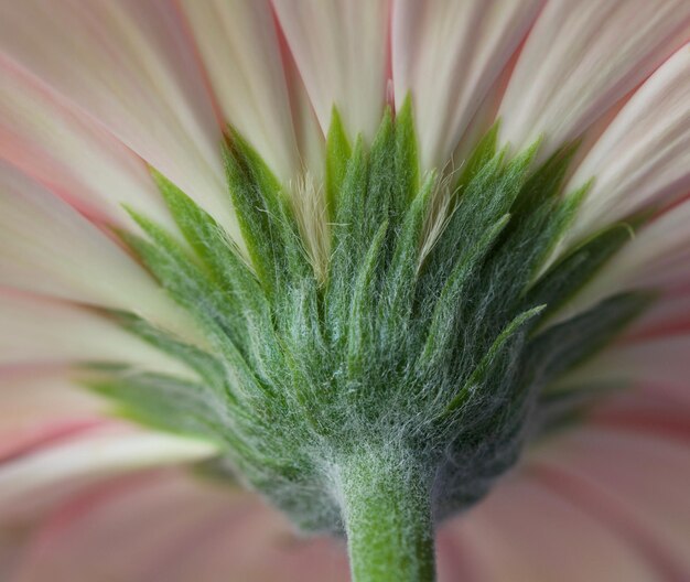 Close-up of flower