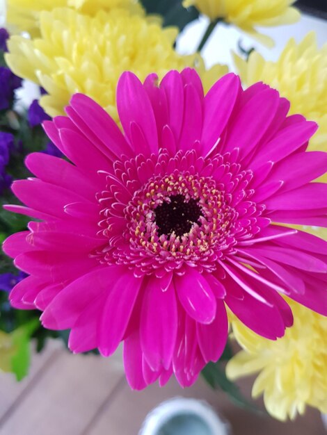 Close-up of flower