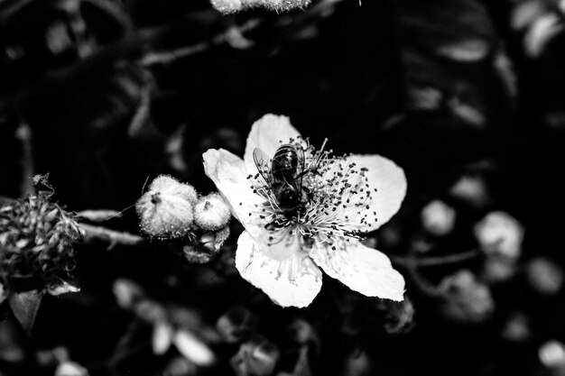 Photo close-up of flower