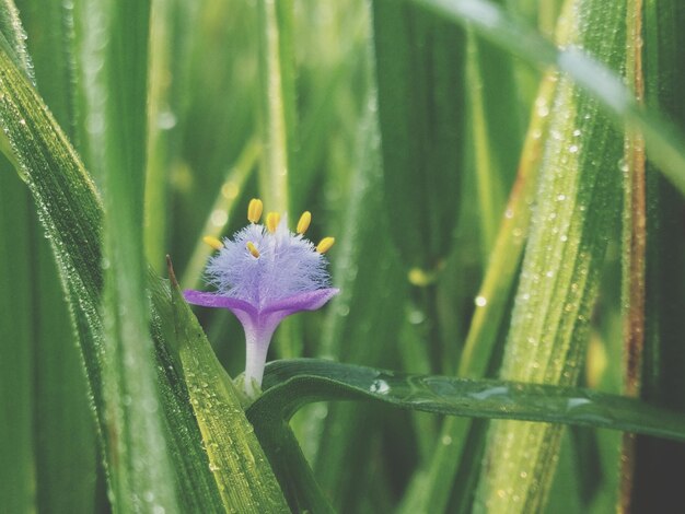 Close-up of flower