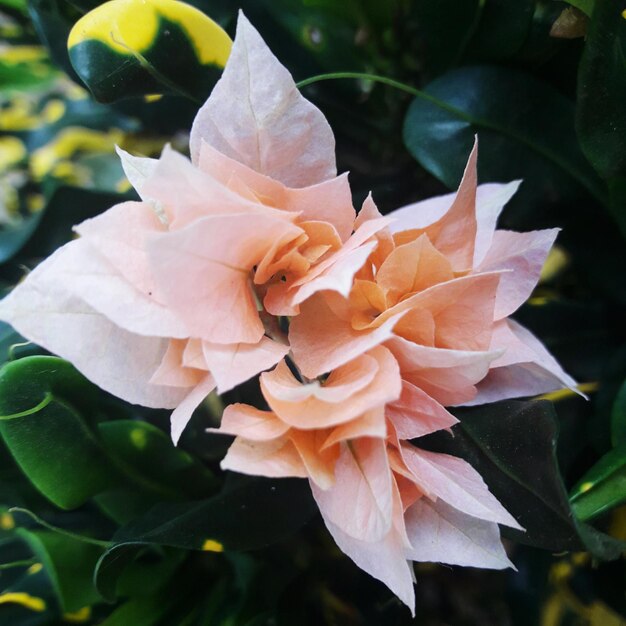 Close-up of flower