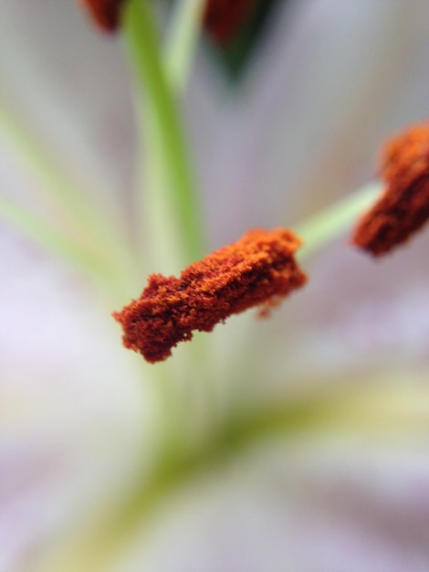 Foto prossimo piano del fiore