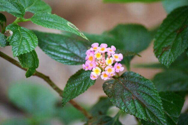 Foto prossimo piano del fiore