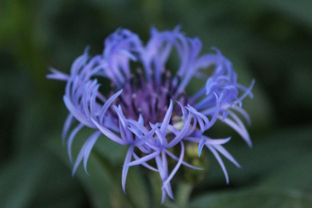 Foto prossimo piano del fiore