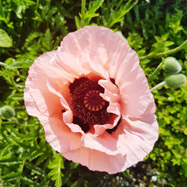 Close-up of flower