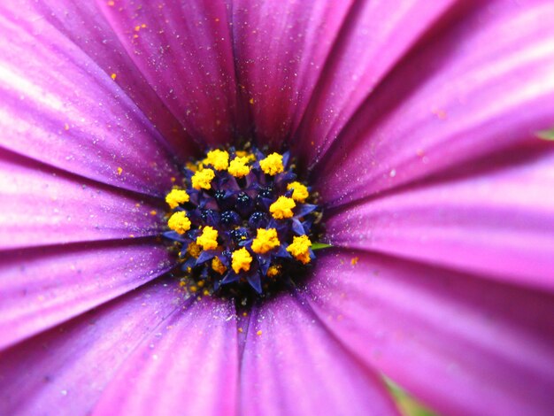 Close up of a flower