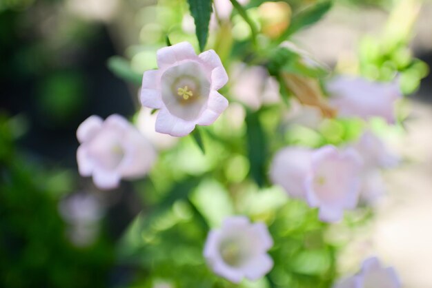 A close up of a flower