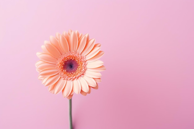 A close up of a flower