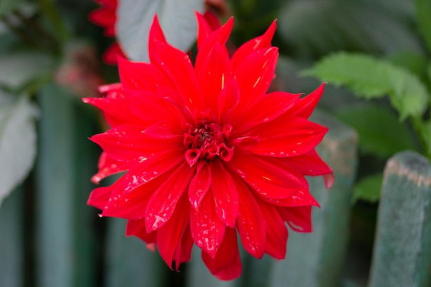 Close up flowerhead of the red dahlia flower