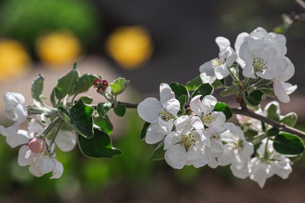 Close-up flowering branch of apple tree.