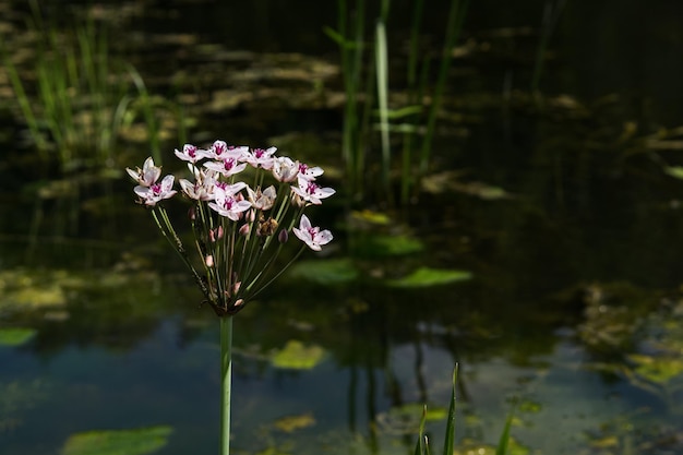 開花Butomusumbellatus植物の背景のクローズアップ