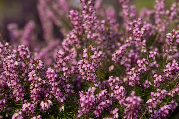 Крупный план цветения обыкновенного вереска Calluna vulgaris или просто вереска Избирательный фокус фиолетовых цветов на цветочном фоне поля