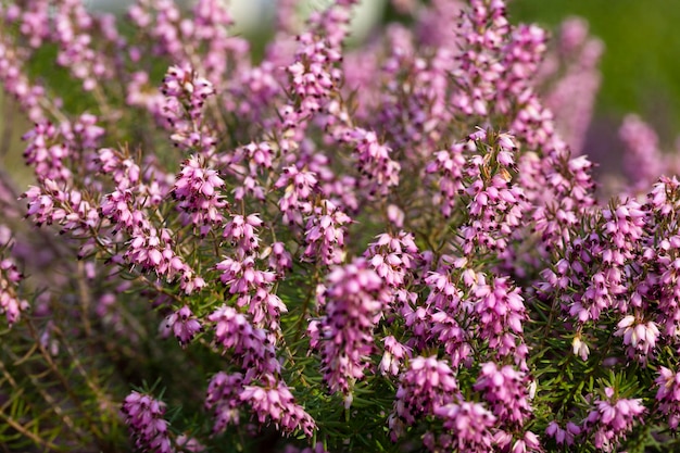 開花するCallunavulgarisの一般的な杢リングまたは単に杢を閉じるフィールドの花の背景に紫色の花の選択的な焦点