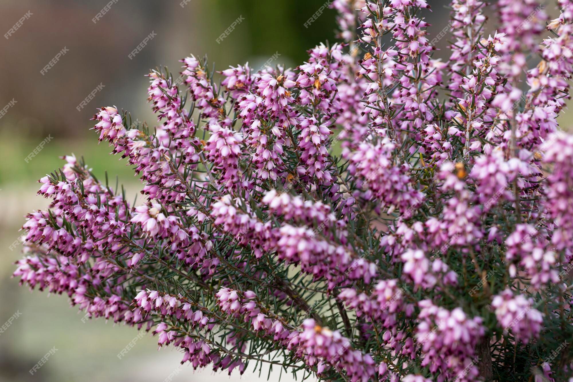 Calluna vulgaris, Ling, Erica, Heather. Floral background