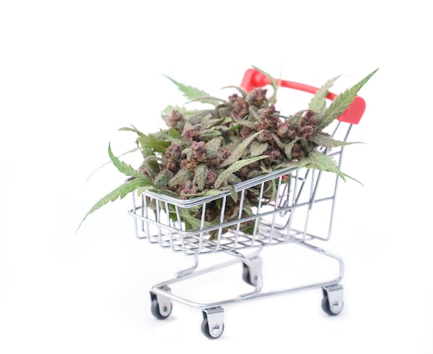 Photo close up of flowering cannabis plant in trolley on white background