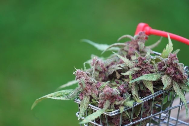 Foto primo piano della pianta di cannabis in fiore nel carrello