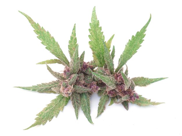 Photo close up of flowering cannabis plant on white background