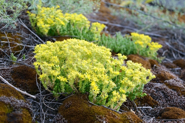 Close-up of flowering mosses