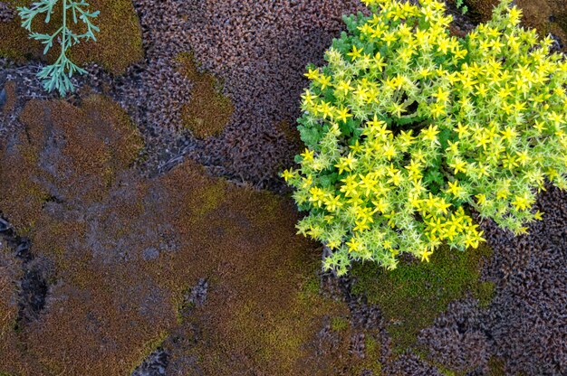 Close-up of flowering mosses