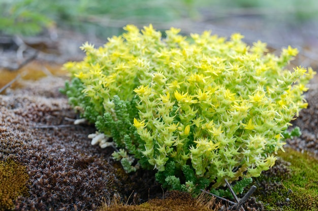 Close-up of flowering mosses