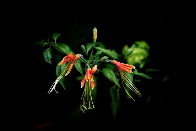 Foto prossimo piano di una pianta da fiore su uno sfondo nero