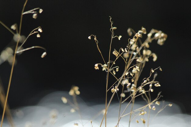 Close-up of flowering plant against black background