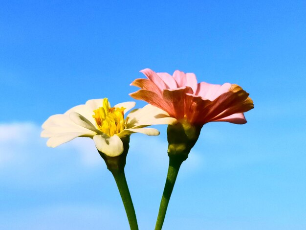 Close-up of flowering plant against blue sky