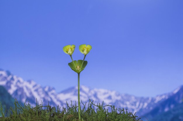 Photo close-up of flowering plant against blue sky