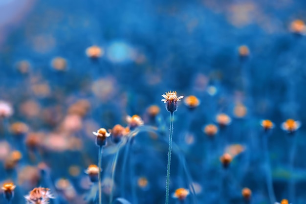 青い空を背景に花をかせる植物のクローズアップ