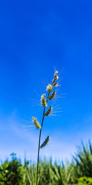 Close-up of flowering plant against blue sky