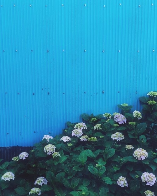 Close-up of flowering plant against blue wall