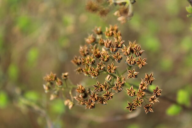 Photo close-up of flowering plant against blurred background in autumn