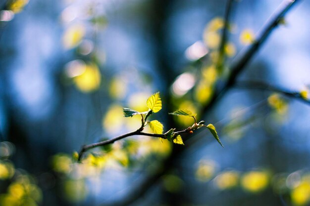 Foto prossimo piano di una pianta da fiore sullo sfondo sfocato