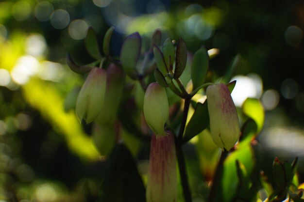 Close-up of flowering plant against blurred background