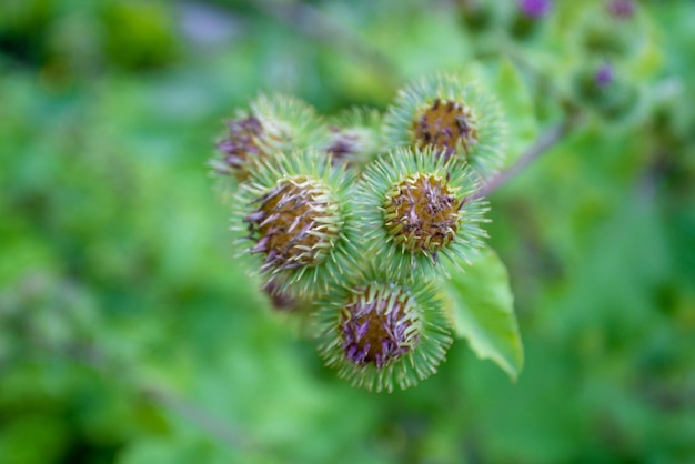 Close-up of flowering plant against blurred background