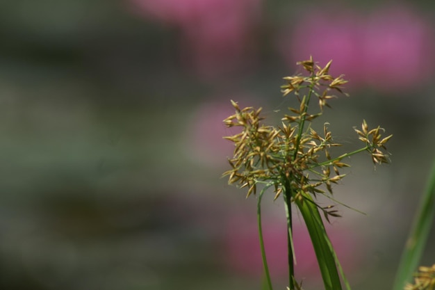Photo close-up of flowering plant against blurred background