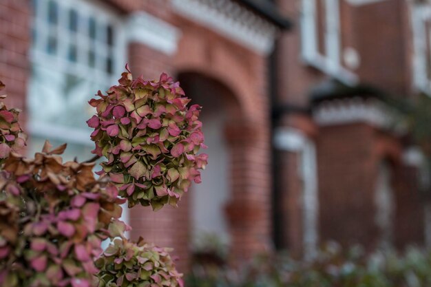 Close-up of flowering plant against building