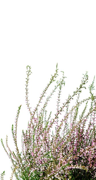 Photo close-up of flowering plant against clear sky