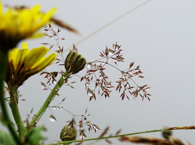 Close-up of flowering plant against clear sky