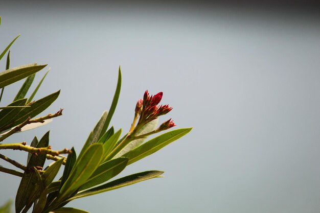 Close-up of flowering plant against clear sky