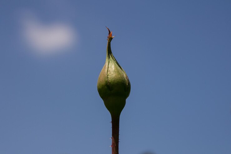 Photo close-up of flowering plant against clear sky