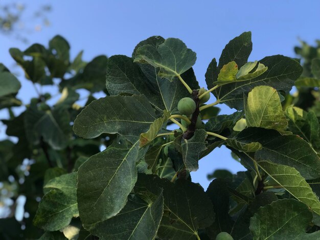 Foto close-up di una pianta in fiore contro un cielo limpido