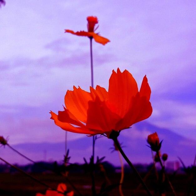 Close-up of flowering plant against cloudy sky