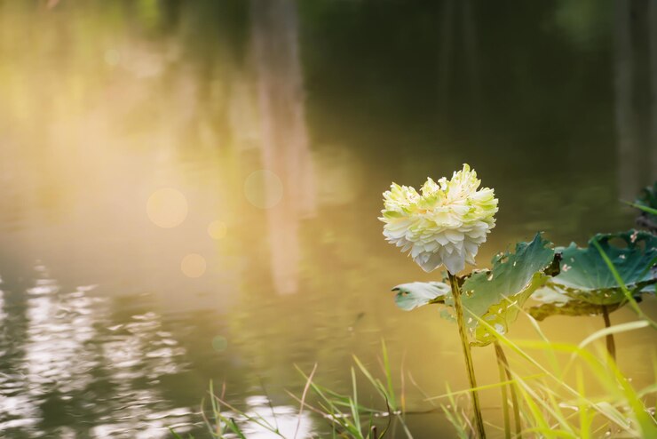 Photo 湖を背景に花をかせる植物のクローズアップ
